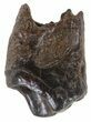 Rooted Leptoceratops Tooth - Montana #58488-1